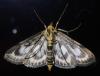 Anania hortulata